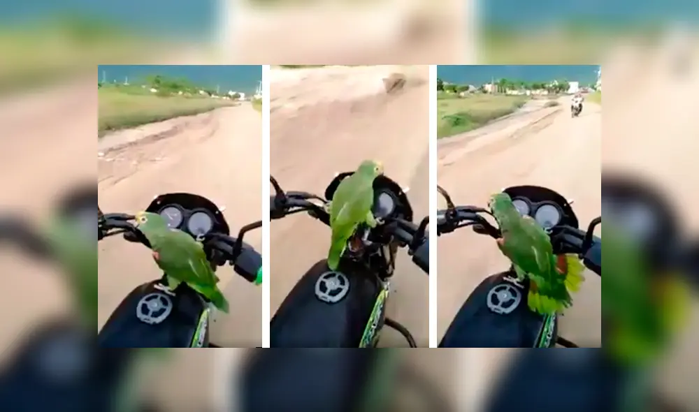 Desliza las imágenes hacia la izquierda para conocer la divertida acción de un loro cuando salió a pasear. Foto: Captura. Desliza las imágenes hacia la izquierda para conocer la divertida acción de un loro cuando salió a pasear. Foto: Captura.