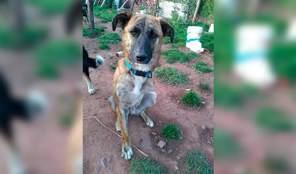 Algunos de los casos son más vulnerables que otros. Todos han encontrado en "Colitas sin techo" un verdadero hogar. Algunos de los casos son más vulnerables que otros. Todos han encontrado en "Colitas sin techo" un verdadero hogar.