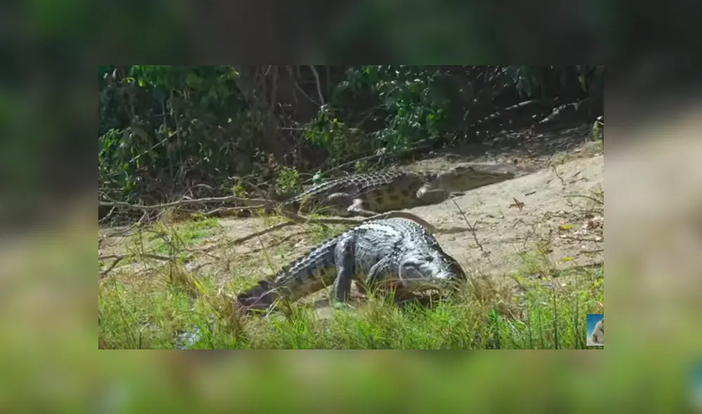 Una mamá cocodrilo protege a sus bebés con curiosa técnica. Viral de Facebook.