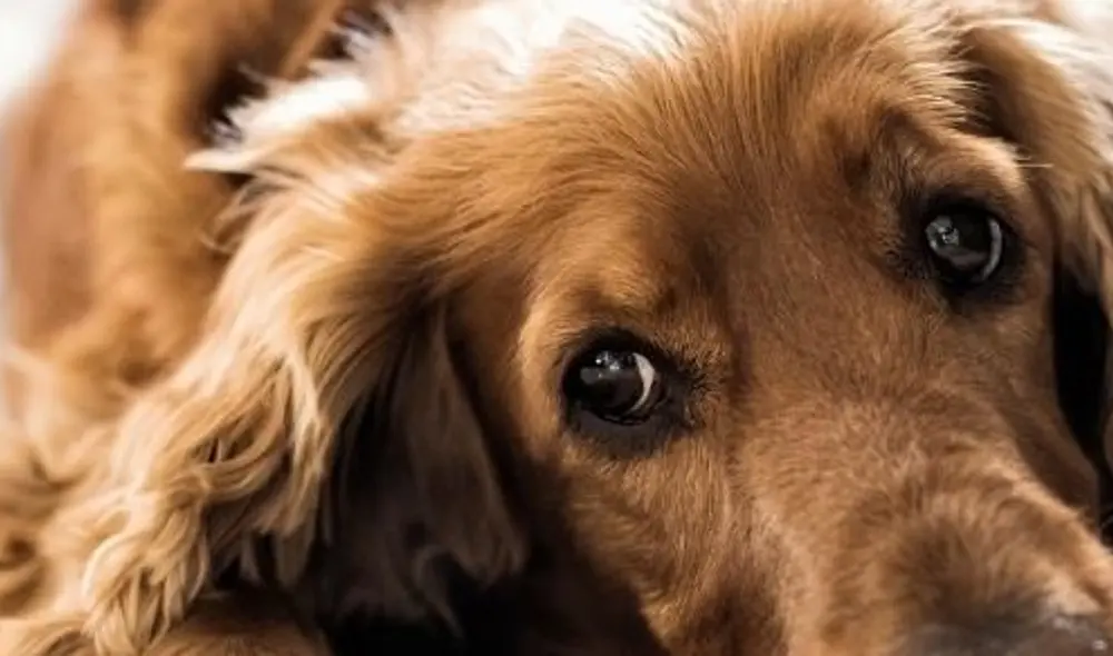 Foto: Difusión. Foto: Difusión.