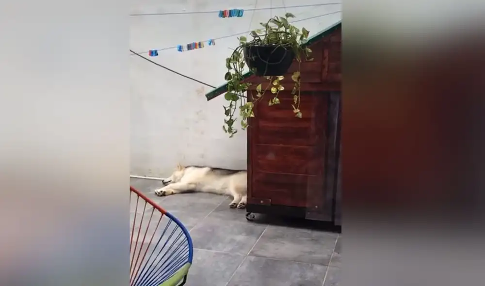 Desliza las imágenes para ver más detalles sobre esta graciosa escena. Foto: captura de TikTok