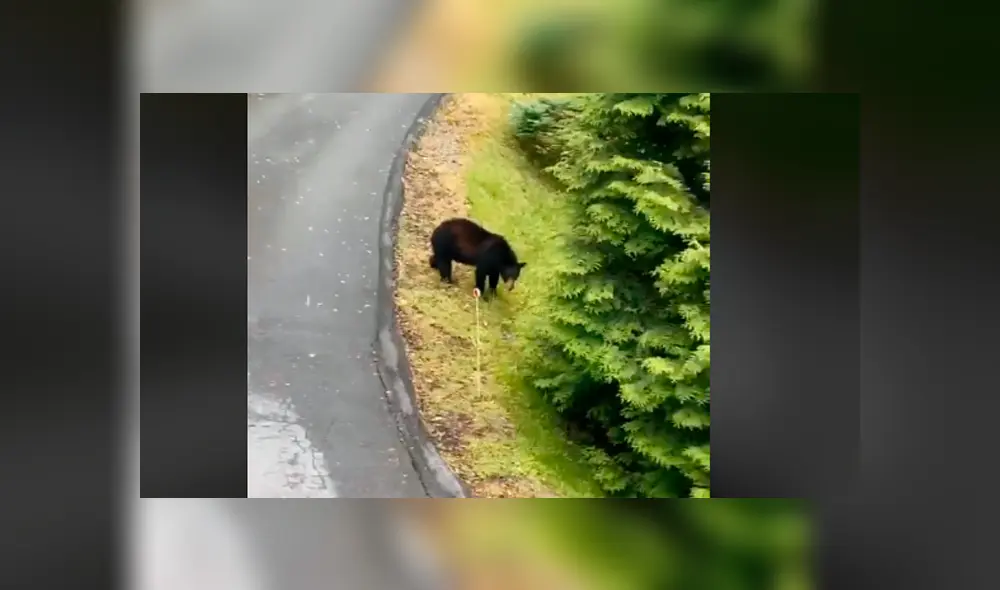 Desliza la imagen de TikTok para ver todas las fotos.