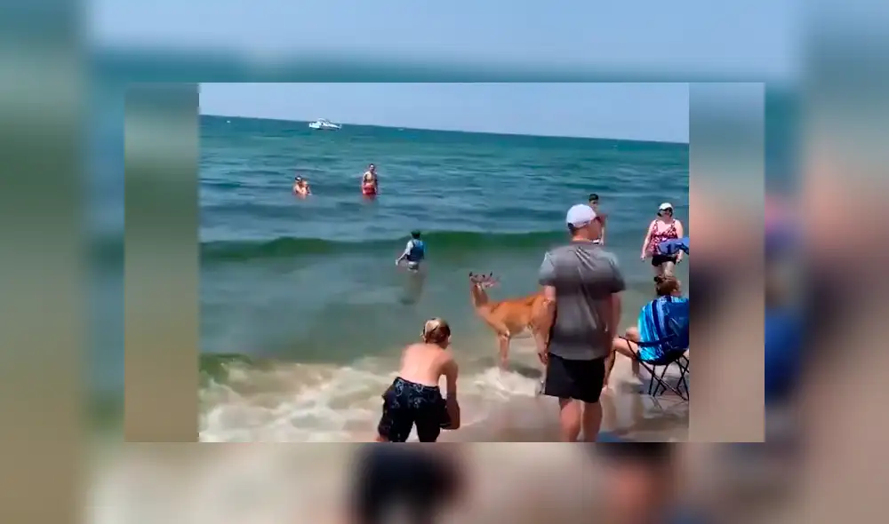 Bañistas se encuentran 'cara a cara' con ciervo dentro de playa.