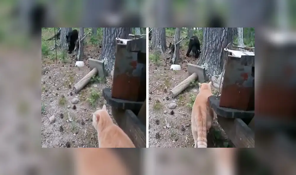 YouTube viral: gato espanta a un enorme oso que quería robar la comida de su dueño [VIDEO] 