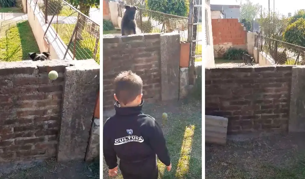 Desliza las imágenes para apreciar la tierna reacción de un perro al jugar con un pequeño desde su patio. Foto: Captura de Facebook