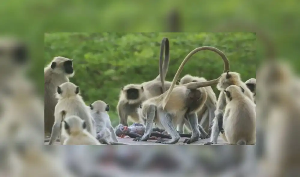 Desliza para enterarte qué sucede cuando ponen un mono robot en medio de un grupo de primates. Foto: Captura