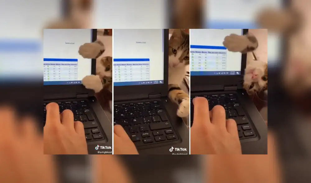 Desliza las imágenes para ver más de este intrépido gatito. (Foto: captura)