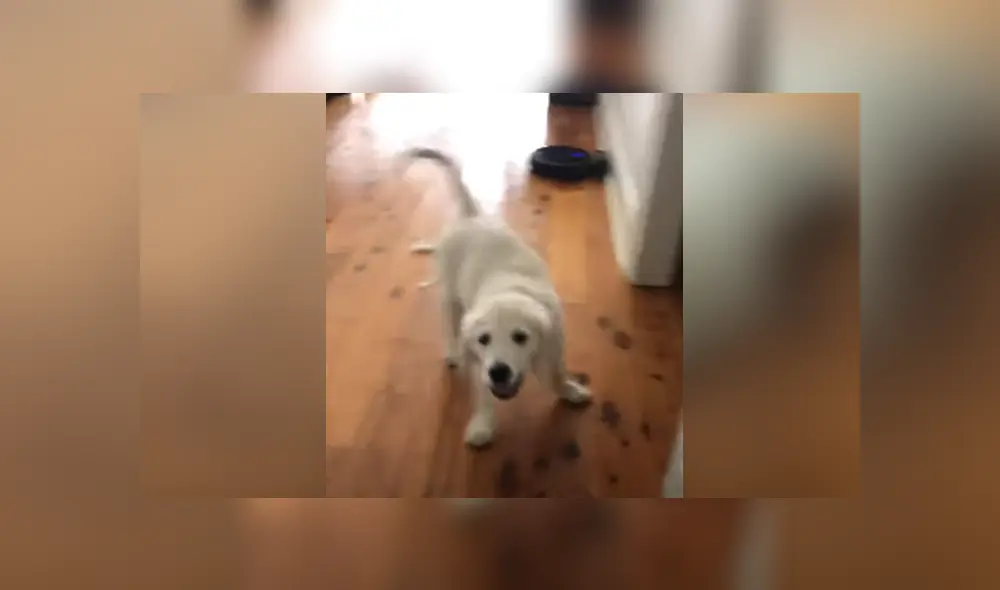 Desliza hacia la izquierda para ver las imágenes del viral de Facebook. Foto: ViralHog. Desliza hacia la izquierda para ver las imágenes del viral de Facebook. Foto: ViralHog.