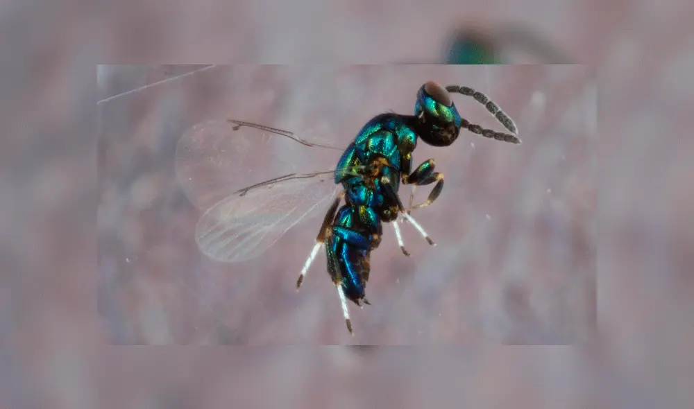 Euderus set, la avispa que implanta sus crías en larvas de otras especies. Imagen: Andrew Forbes. Euderus set, la avispa que implanta sus crías en larvas de otras especies. Imagen: Andrew Forbes.