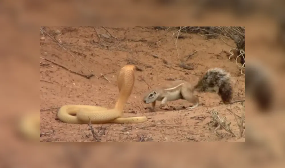 Desliza para ver las imágenes de Facebook. Foto: captura