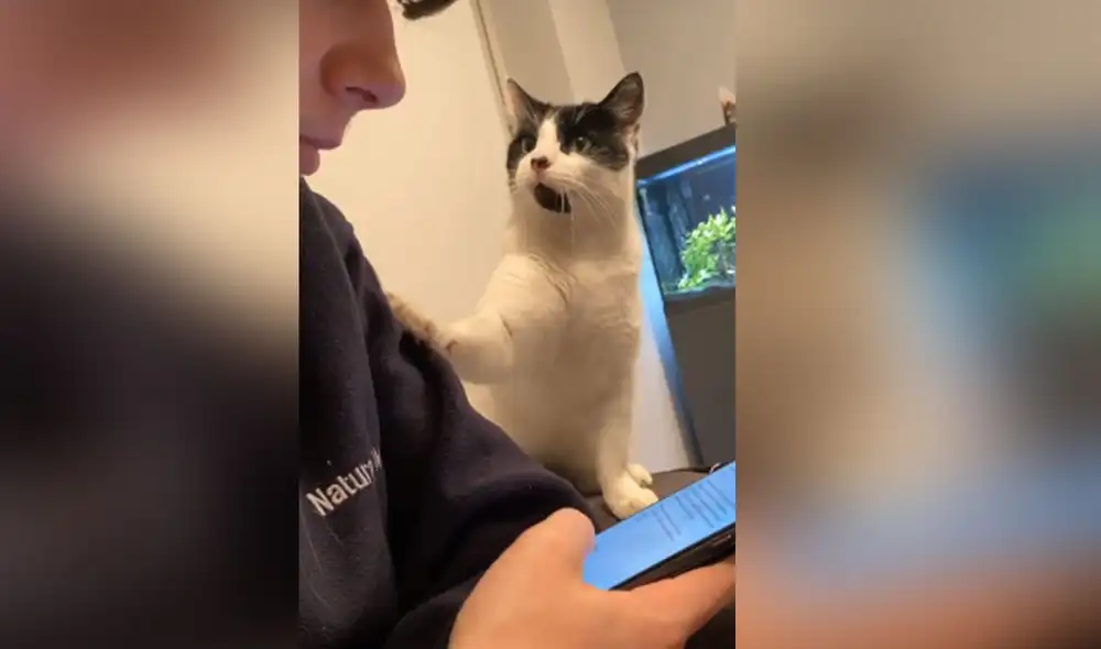 Desliza las imágenes para ver más detalles sobre esta graciosa escena que es viral en redes sociales. Foto: captura de YouTube Desliza las imágenes para ver más detalles sobre esta graciosa escena que es viral en redes sociales. Foto: captura de YouTube