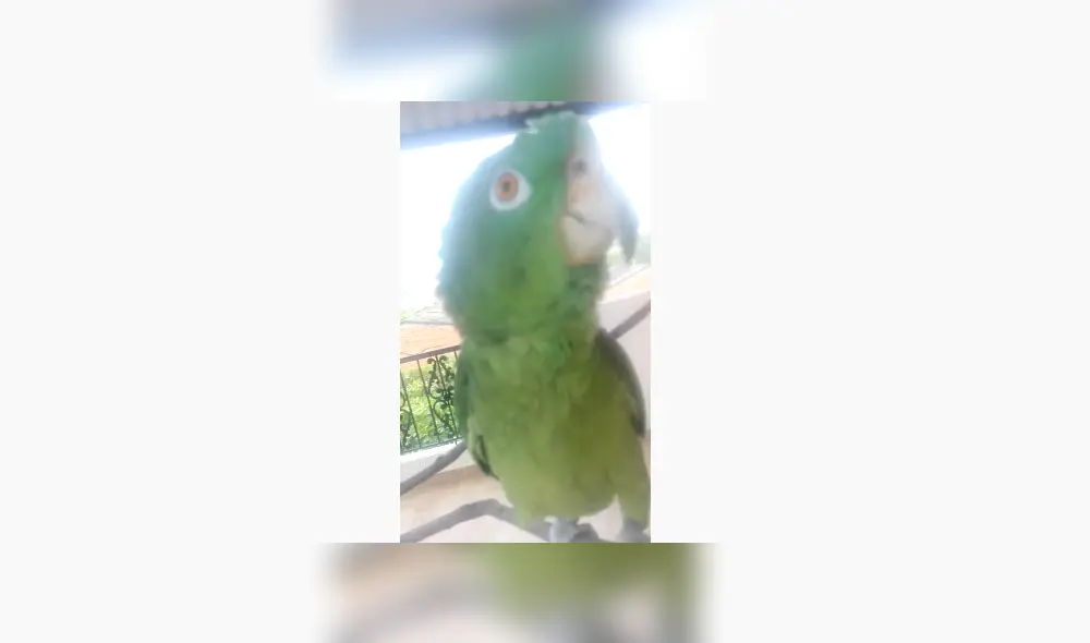 Desliza para ver los detalles de este video viral publicado en YouTube. Foto: Captura. Desliza para ver los detalles de este video viral publicado en YouTube. Foto: Captura.