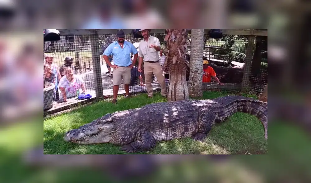 Cuidador ingresa a recinto de gigantesco cocodrilo. Cuidador ingresa a recinto de gigantesco cocodrilo.