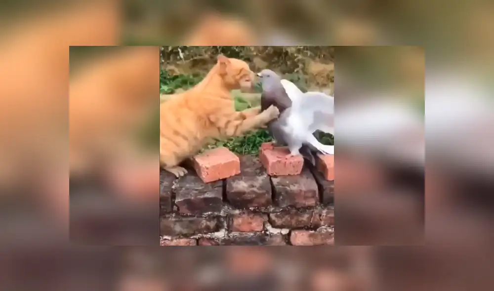 Desliza para ver el desenlace del video viral de Facebook. Foto: Captura. Desliza para ver el desenlace del video viral de Facebook. Foto: Captura.