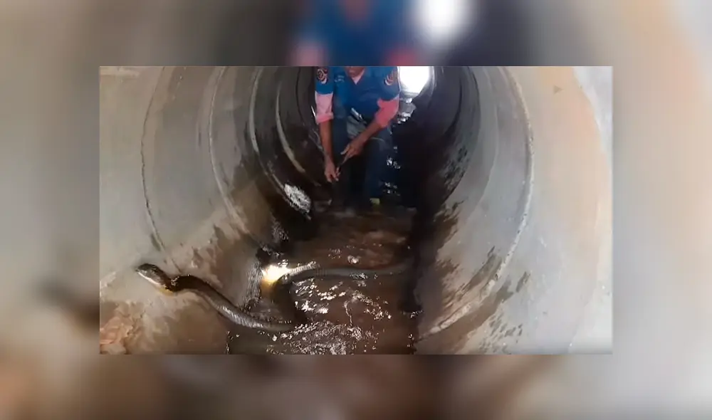 Hombre se mete a tubería y tropieza con hambrienta cobra que agarra con las manos [VIDEO]