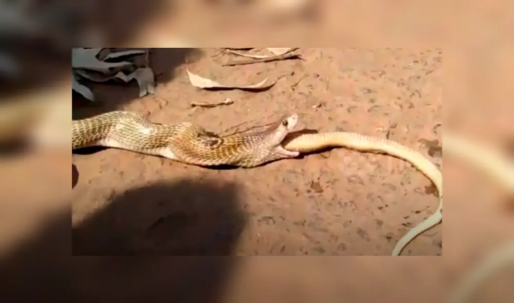 Voraz serpiente engulle a otra y hombre hace lo impensado para impedirlo, pero final es trágico.
