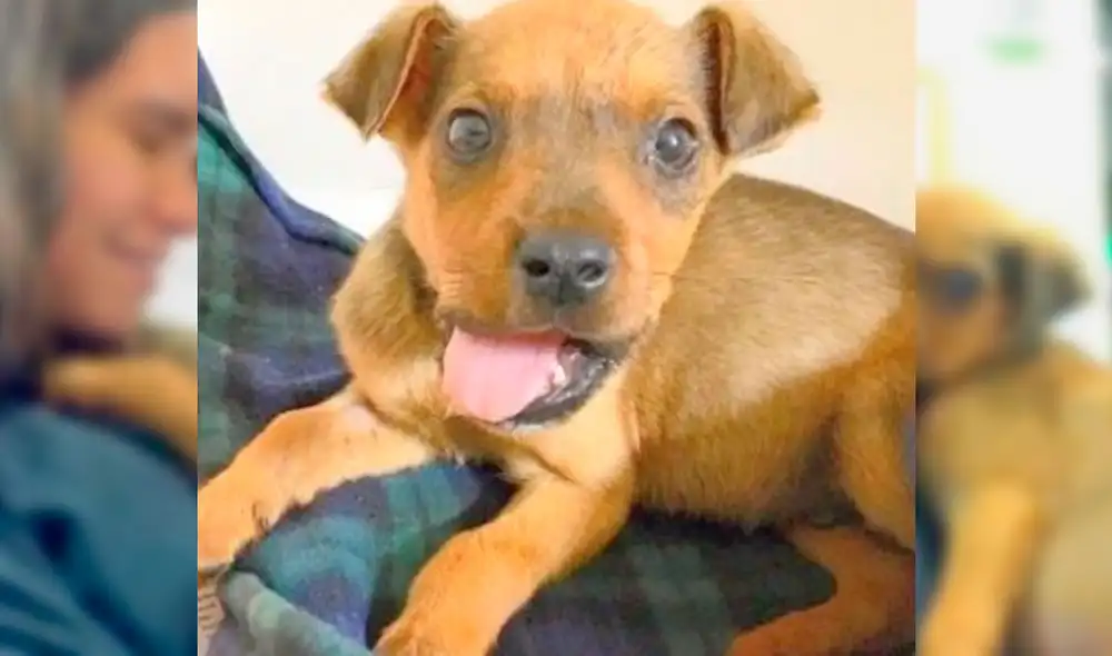 Otto pasó por una cirugía y ahora se encuentra estable y demuestra mucho amor. Foto: Captura/Facebook/Greenville Humane Society Otto pasó por una cirugía y ahora se encuentra estable y demuestra mucho amor. Foto: Captura/Facebook/Greenville Humane Society