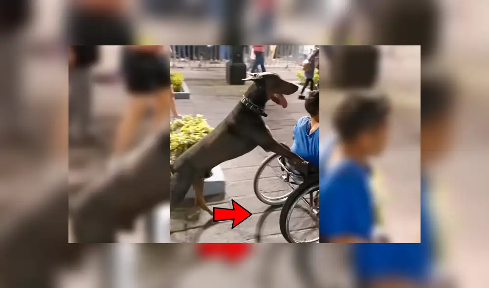 Facebook viral: captan a perro fiel empujando silla de ruedas de su dueño minusválido [VIDEO]