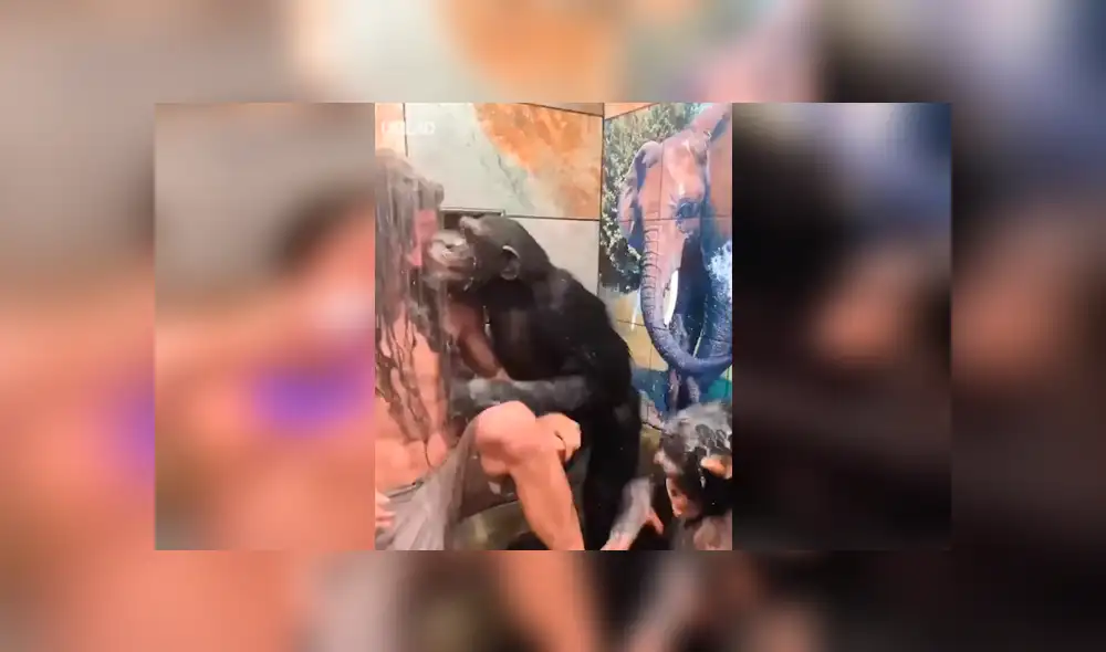 Facebook viral: monos bañan a hombre en la ducha y miles enternecen al verlos [VIDEO] 