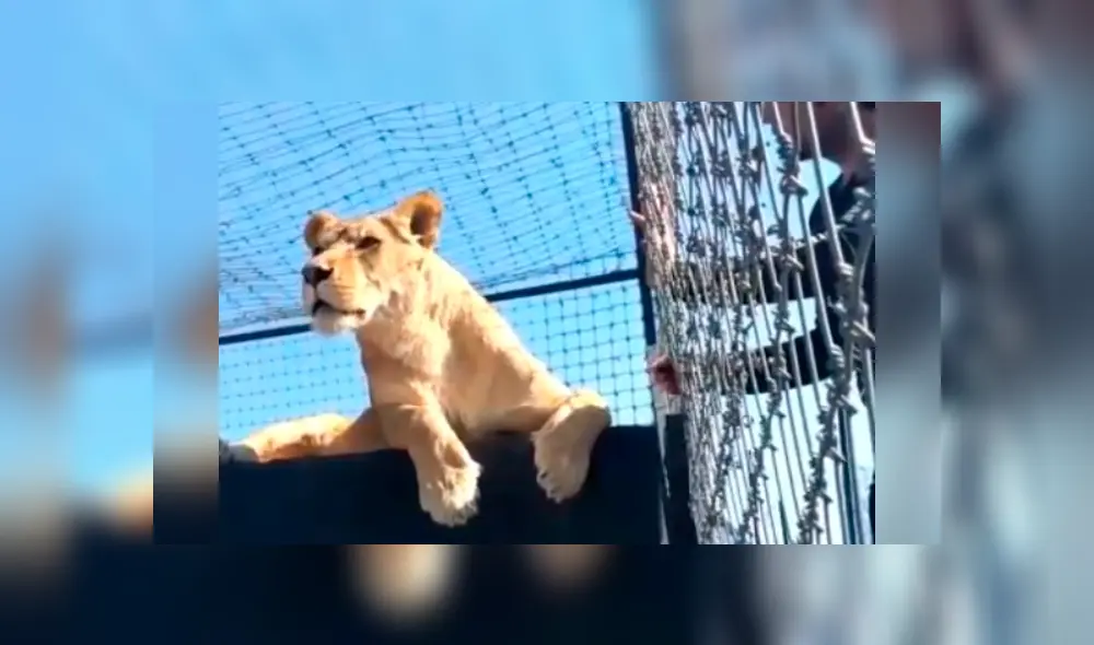 Desliza hacia la izquierda para ver la reacción de la leona con el osado turista, escena que es viral en YouTube.