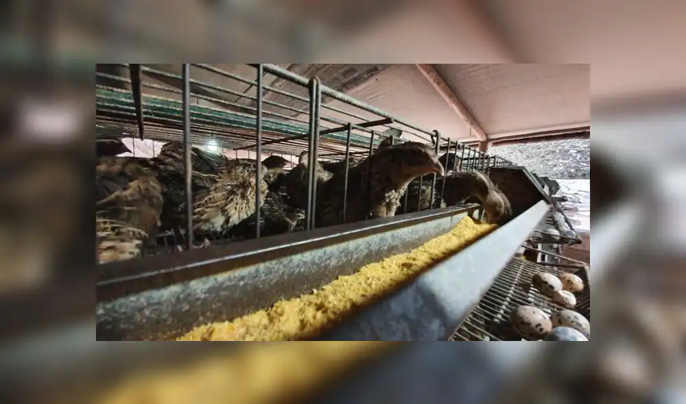 Gracias al apoyo de varias personas y de alcaldes, Richard Huaraca continuará con su negocio. (Foto: GLR - URPI) Gracias al apoyo de varias personas y de alcaldes, Richard Huaraca continuará con su negocio. (Foto: GLR - URPI)