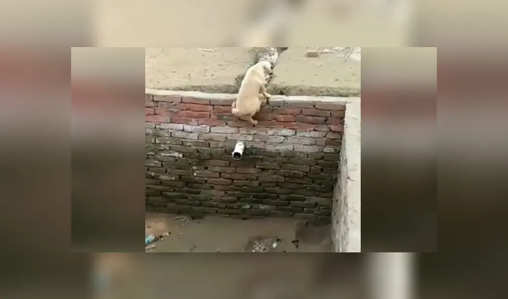 Desliza las imágenes para apreciar la inesperada técnica de un pequeño perro para salir ileso en un gigantesco pozo. Foto. Clarín.