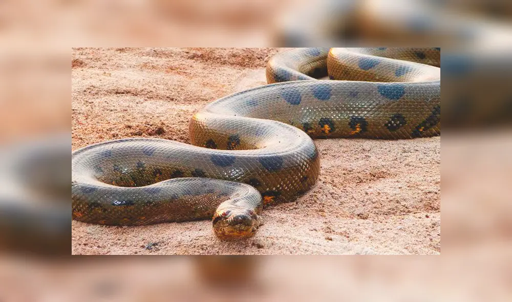 YouTube viral: final de la brutal pelea entre anaconda y cocodrilo deja en shock a usuarios [VIDEO]