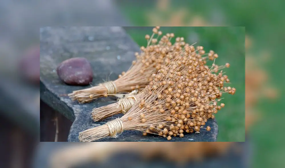 ¿Semillas de Lino o Linaza? Conoce la maravilla para reducir el abdomen. Foto: difusión ¿Semillas de Lino o Linaza? Conoce la maravilla para reducir el abdomen. Foto: difusión