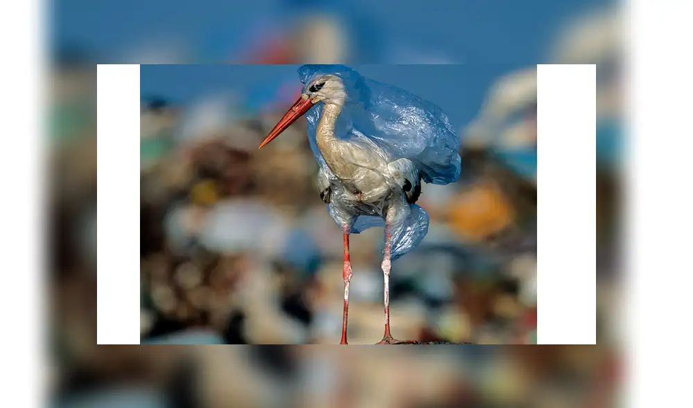 Ciervo es hallado muerto con siete kilos de basura en su estómago Ciervo es hallado muerto con siete kilos de basura en su estómago