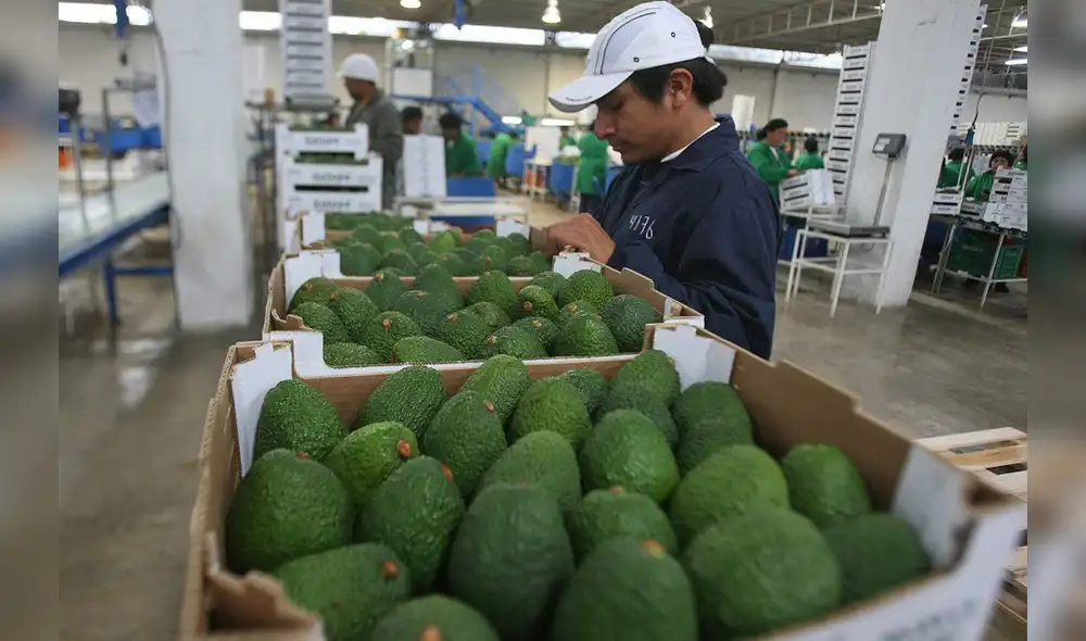 Agroexportaciones peruanas crecieron 16% entre enero y agosto de 2018 Agroexportaciones peruanas crecieron 16% entre enero y agosto de 2018