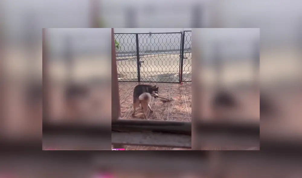 Video es viral en Facebook. La mujer se llevó una tremenda sorpresa, luego de que encontrara a su perro ‘trapeando’ su entrada, luego de haber botado su plato de agua. Foto: Captura. Video es viral en Facebook. La mujer se llevó una tremenda sorpresa, luego de que encontrara a su perro ‘trapeando’ su entrada, luego de haber botado su plato de agua. Foto: Captura.