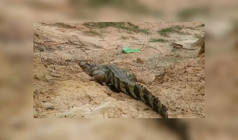 YouTube viral: cocodrilo se apodera de los huevos de un dragón de komodo luego de una brutal pelea