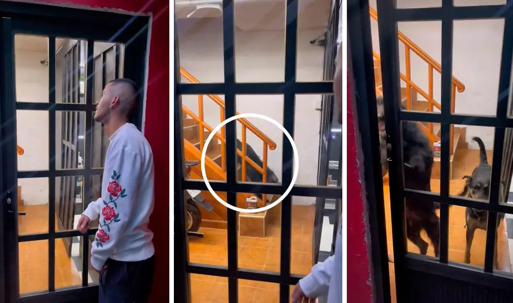 Debido a que llevaba mucho tiempo en la puerta, él llamó a su mascota para saber si le hacía caso y se sorprendió con el resultado. Foto: composición LR/TikTok/@kenjimusica Debido a que llevaba mucho tiempo en la puerta, él llamó a su mascota para saber si le hacía caso y se sorprendió con el resultado. Foto: composición LR/TikTok/@kenjimusica