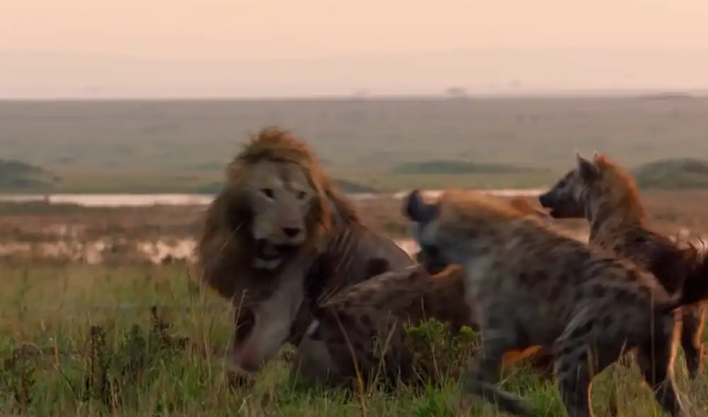 El león estaba aterrado al ver a la gran cantidad de hienas que lo rodeaban Foto: BBC Mundo / YouTube El león estaba aterrado al ver a la gran cantidad de hienas que lo rodeaban Foto: BBC Mundo / YouTube