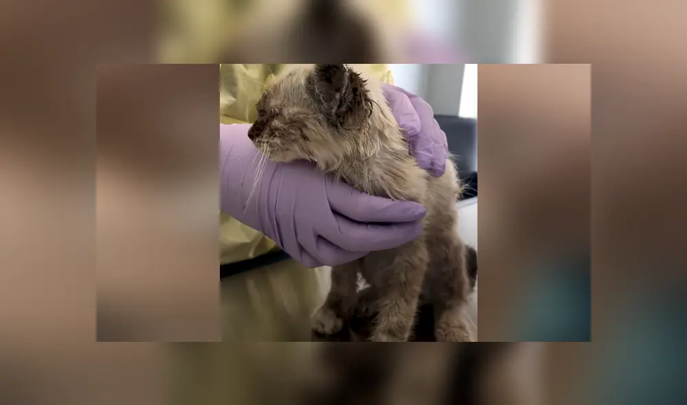 Una gatita callejera, fue recogida, curada, y cuidada y ahora se ve completamente diferente. Foto: YouTube Una gatita callejera, fue recogida, curada, y cuidada y ahora se ve completamente diferente. Foto: YouTube