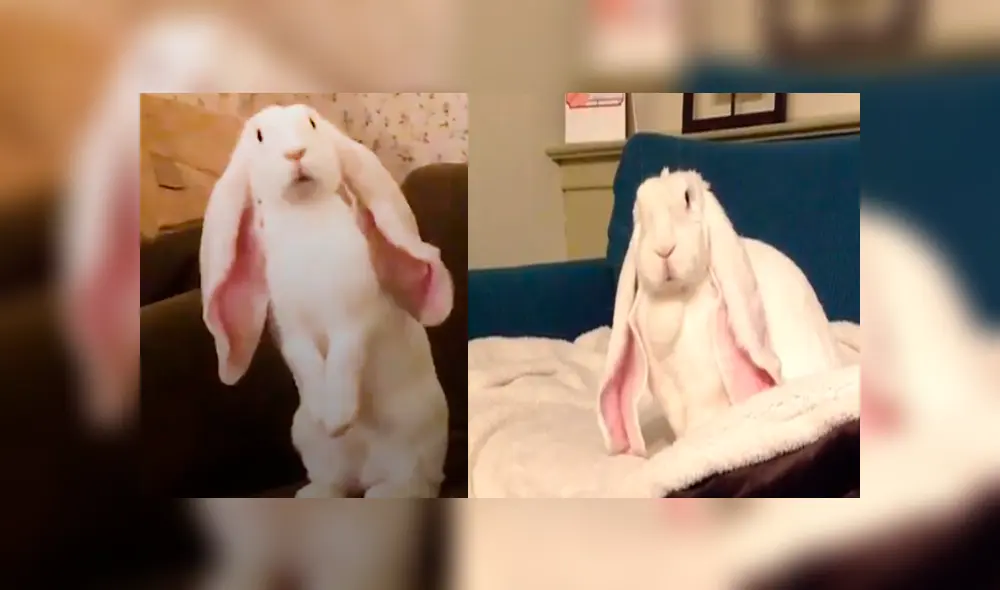 Facebook: conejo ‘orejón’ enternece a miles por curioso detalle en su comportamiento [VIDEO]