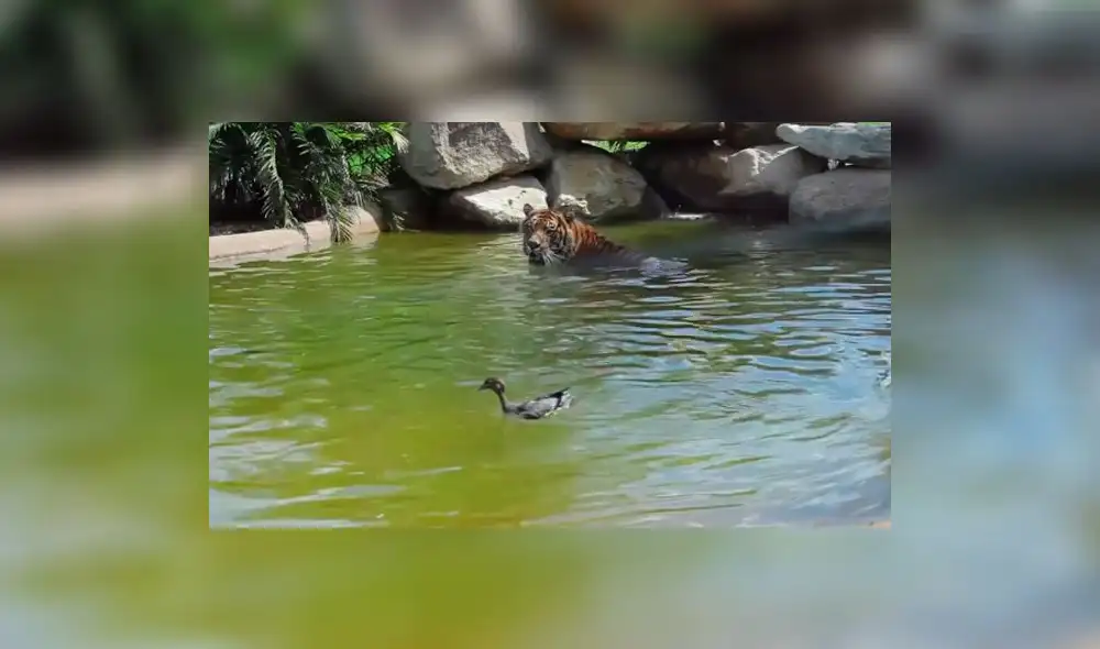 En Facebook, pato reta a un tigre en un estanque y sale triunfador |VIDEO