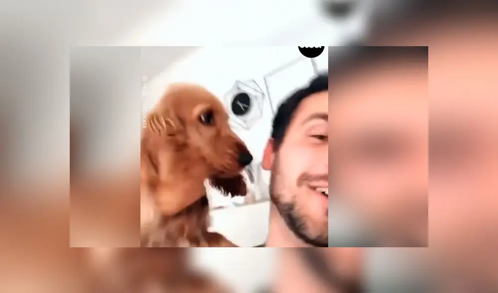 Desliza las imágenes para ver la peculiar reacción que tuvo un perro al descubrir que lo estaban filmando. Foto: Woof Woof Desliza las imágenes para ver la peculiar reacción que tuvo un perro al descubrir que lo estaban filmando. Foto: Woof Woof