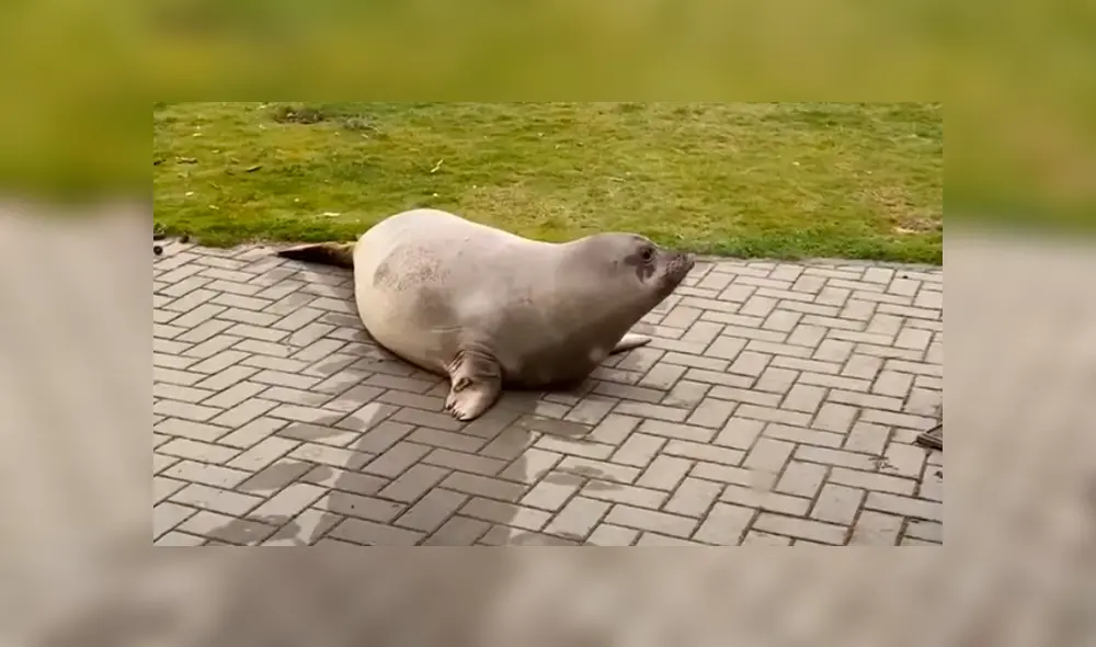 Desliza la imagen de YouTube para verlas todas. Desliza la imagen de YouTube para verlas todas.