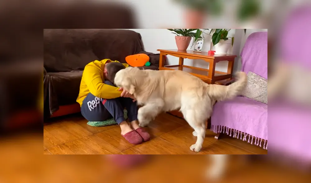 En YouTube se hizo viral la tierna reacción de un perro al notar que su dueño estaba triste. En YouTube se hizo viral la tierna reacción de un perro al notar que su dueño estaba triste.