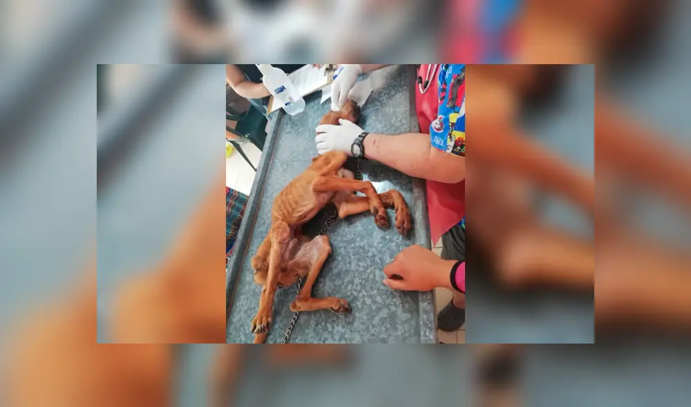 Facebook viral: encuentra perro moribundo en la calle, lo adopta y luego de algunos meses luce así