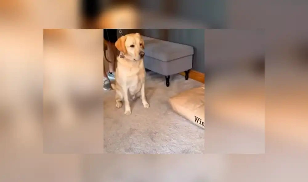 Desliza las imágenes para apreciar el tierno comportamiento de un perro al conocer por primera vez a su ‘compañero’. Foto: Captura.