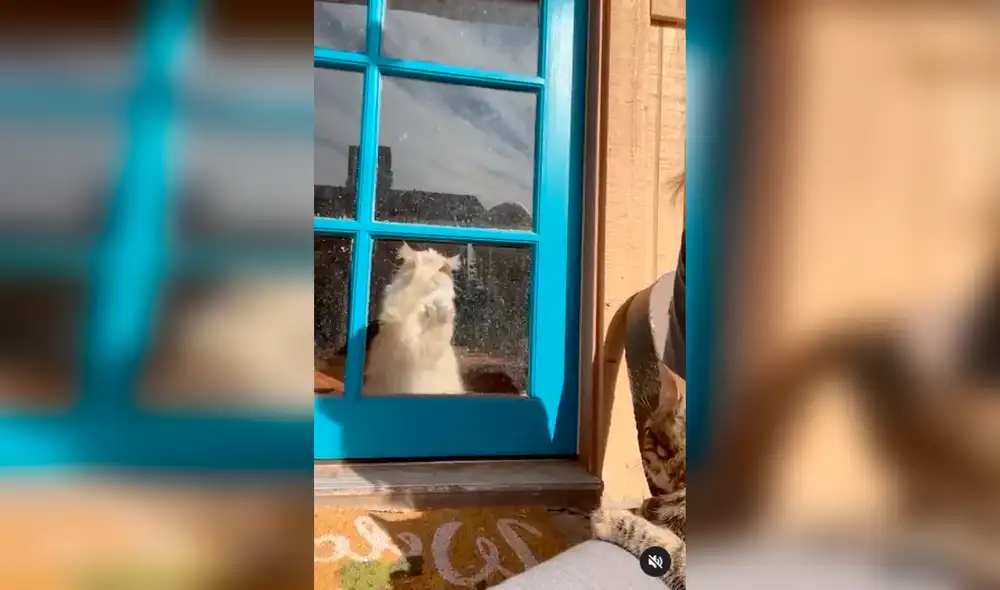 Desliza las imágenes para ver el divertido comportamiento del gato celoso. Foto: captura de Facebook