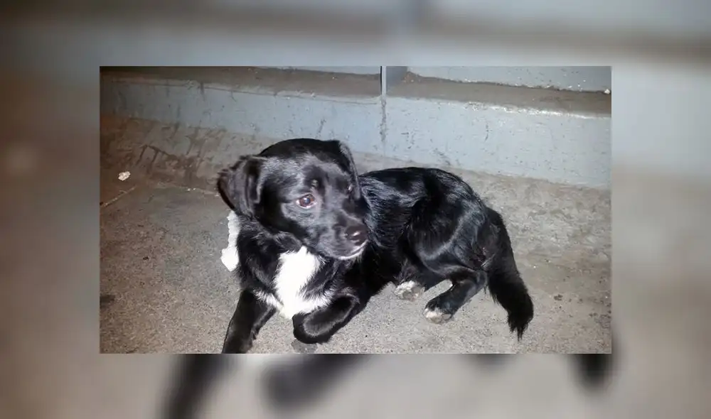Buscan a dueños de mascota encontrada en la Av. Brasil Buscan a dueños de mascota encontrada en la Av. Brasil
