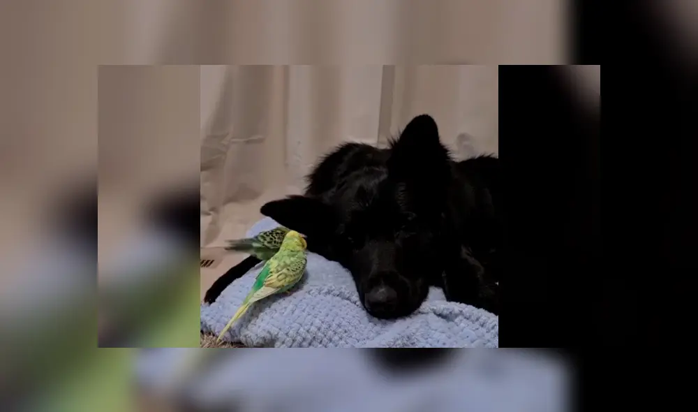 Desliza la imagen de Facebook para ver todas las fotos.