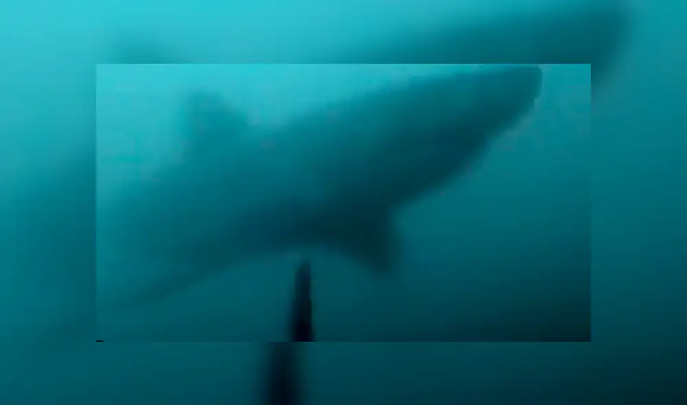 El buzo se defendió con una pica para espantar al enorme tiburón blanco que lo acechaba. ¿Logró salir vivo? Foto: captura El buzo se defendió con una pica para espantar al enorme tiburón blanco que lo acechaba. ¿Logró salir vivo? Foto: captura