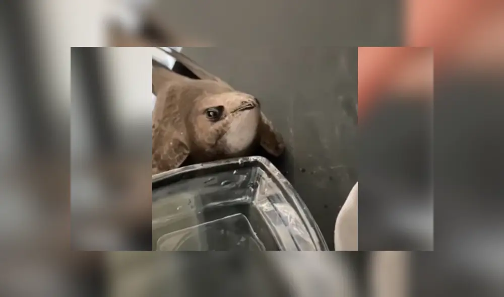 Desliza hacia la izquierda para ver las imágenes del viral de Facebook. Foto: Upsocl. Desliza hacia la izquierda para ver las imágenes del viral de Facebook. Foto: Upsocl.