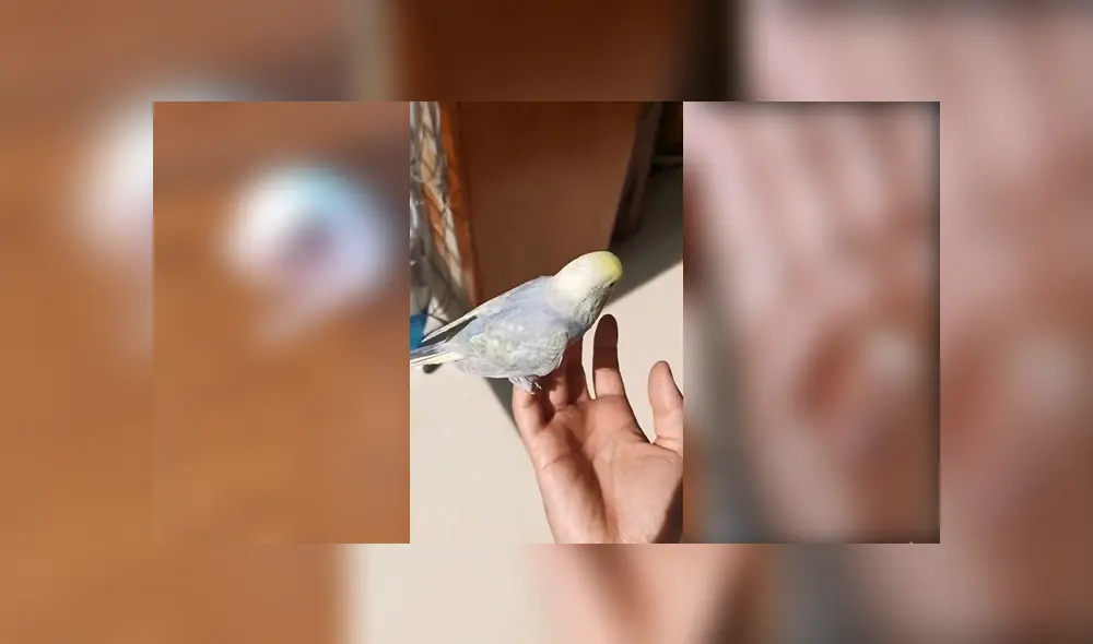 Desliza para ver el desenlace de este video viral publicado en YouTube. Foto: Captura.