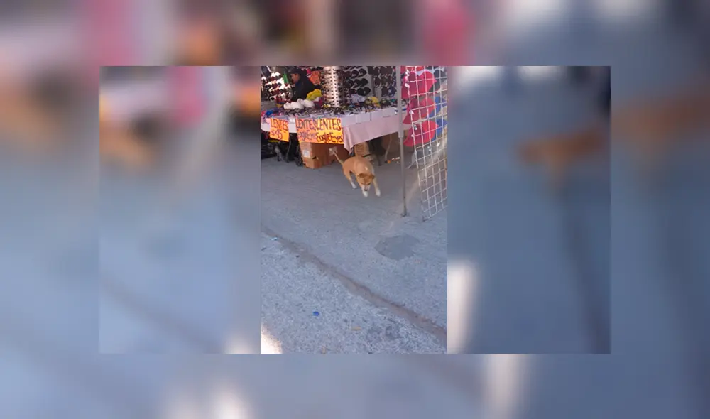 Video es viral en Facebook. Miles se encariñaron con este simpático perro callejero que fue captado divirtiéndose con el reflejo de la luz. Foto: Captura. Video es viral en Facebook. Miles se encariñaron con este simpático perro callejero que fue captado divirtiéndose con el reflejo de la luz. Foto: Captura.
