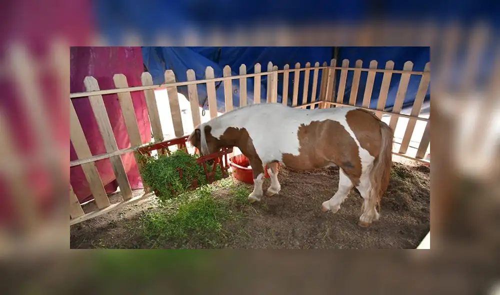 Pony Pony